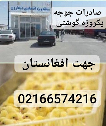 صادرات جوجه یکروزه گوشتی به افغانستان